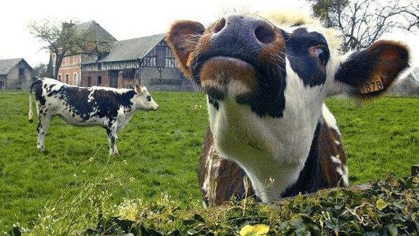 572949-Cow