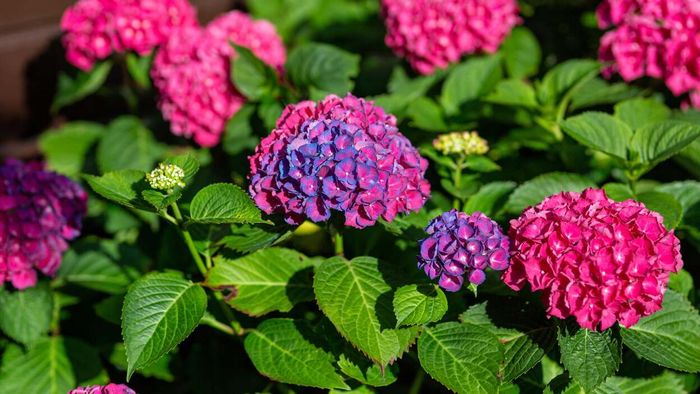 Alter the Hue of Your Hydrangeas Effortlessly