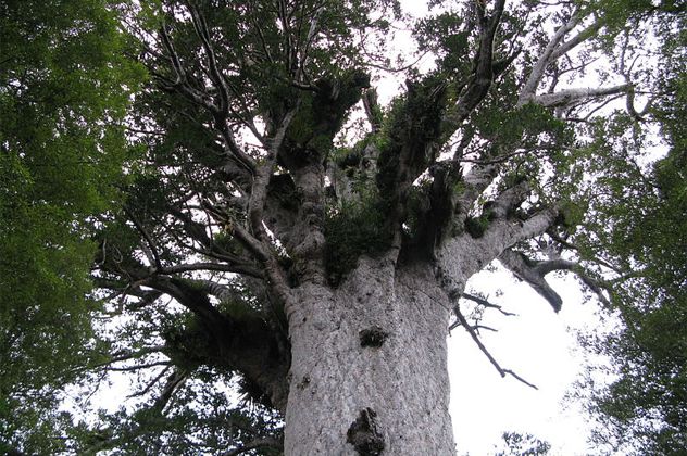 10- tane mahuta