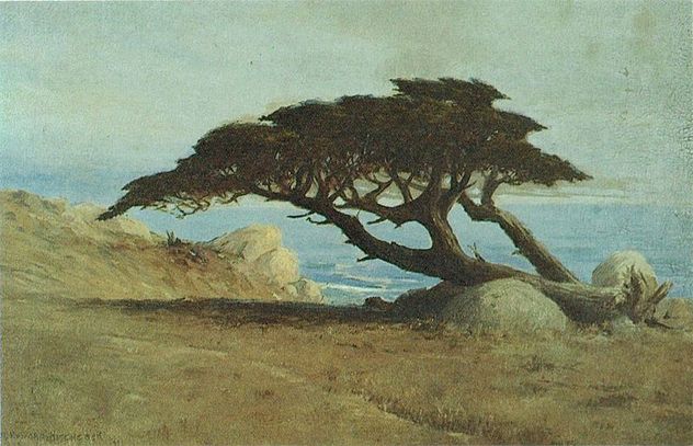5- witch tree
