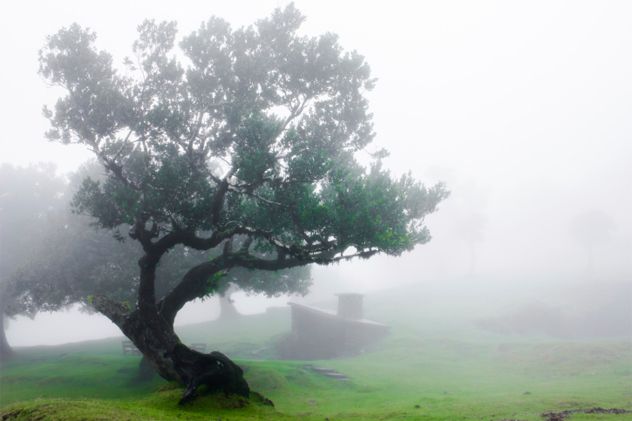 8- tree of death