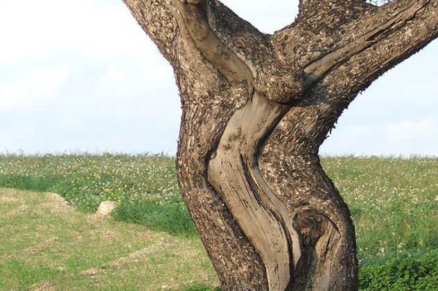 2- jesus tree