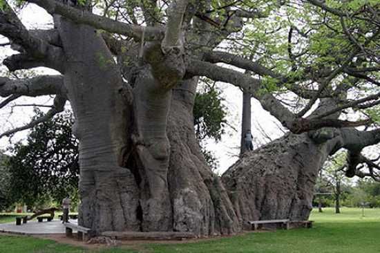 Sunland-Baobab-1