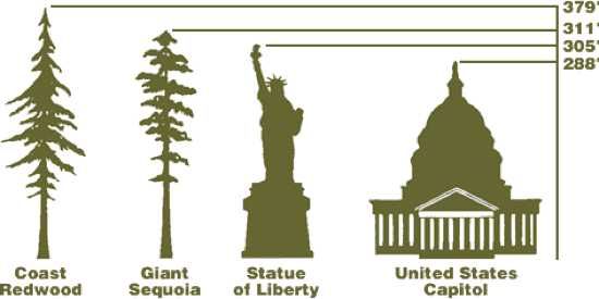 Height Comparisons Web