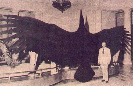 Thunderbird