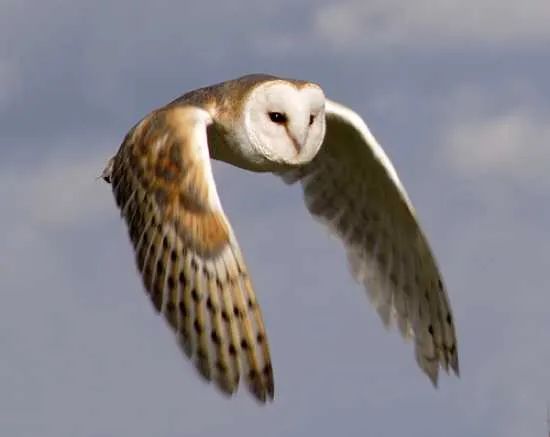 1025107Qbarn%20Owl