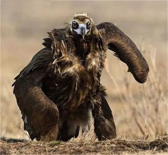 Mutant-Bird-493