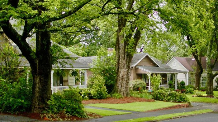 Assess Tree Maintenance Costs Prior to Buying a New Property