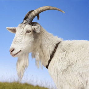 Goat hair is an excellent material for makeup brush bristles, offering both durability and softness.