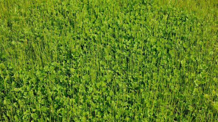 Top Drought-Tolerant Substitutes for Water-Intensive Grass Lawns