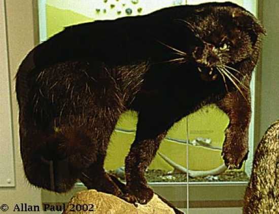 Kellascat1
