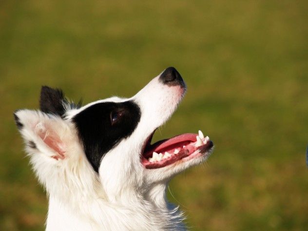 Black and white dog