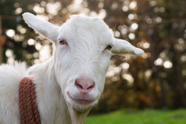 goat
