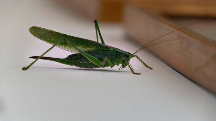Grasshoppers vs. Crickets: Understanding the Differences (and How to Stop Them from Entering Your Home This Fall)