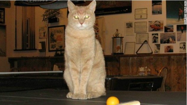 stubbs