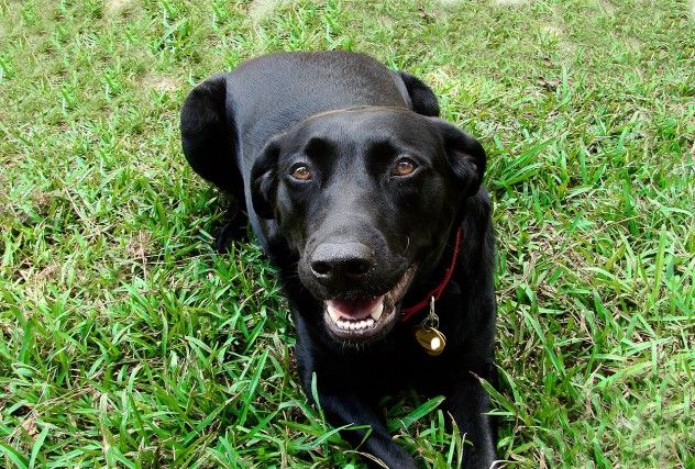 black lab