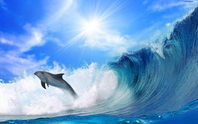 Dolphin and Shit