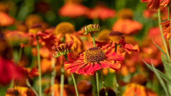Get Ready for Fall Using This September Garden Checklist