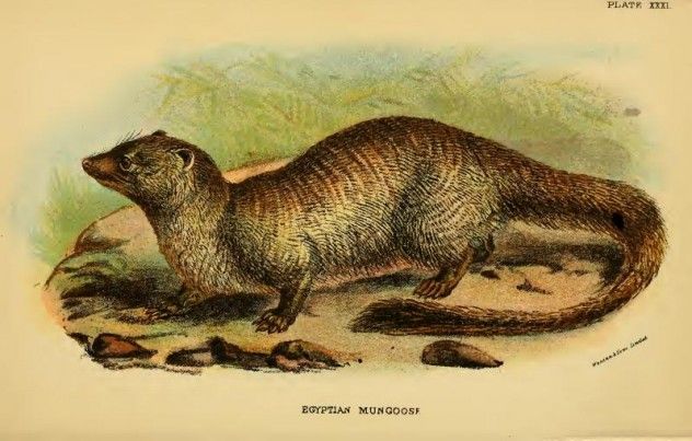 Lydekker_-_Egyptian_Mungoose