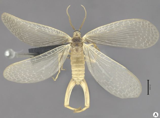 Forcep-Fly