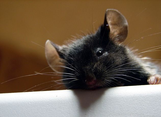 Rat