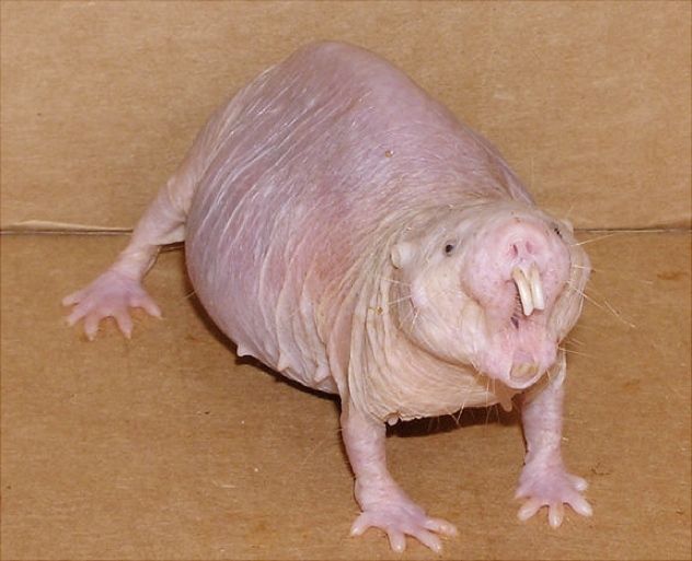 Naked-Mole