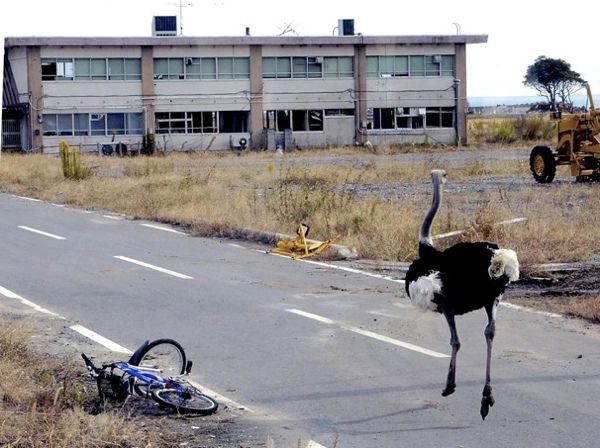 Ostrich For Wx7 1321725781