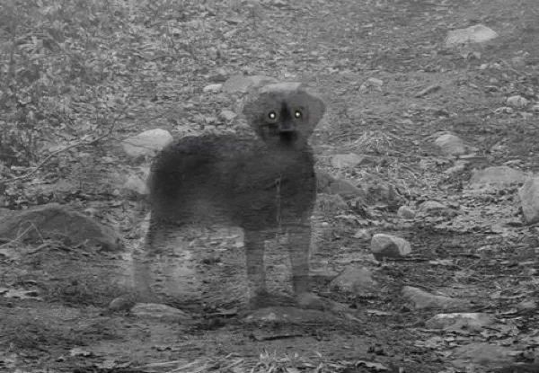 Ghost-Dog