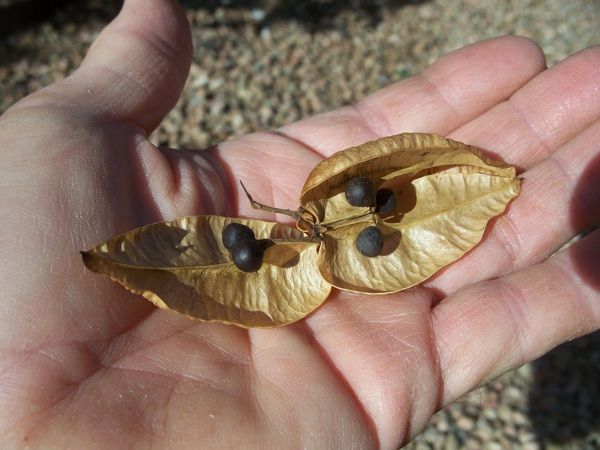 Golden Rain Tree Seed Pods