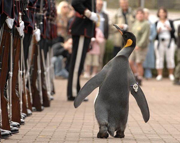 King-Penguin-Nils-Olav
