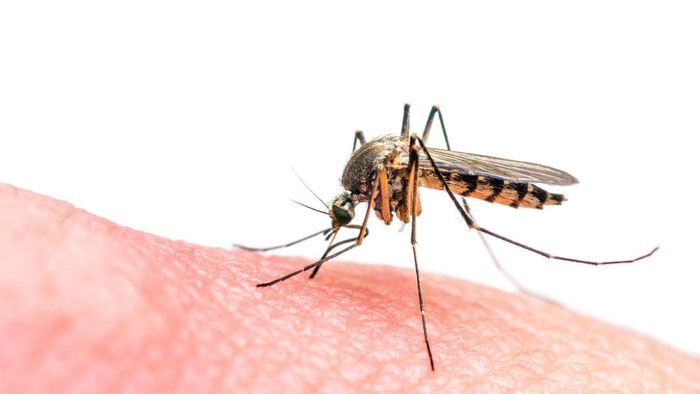 Relieve the discomfort of mosquito bites