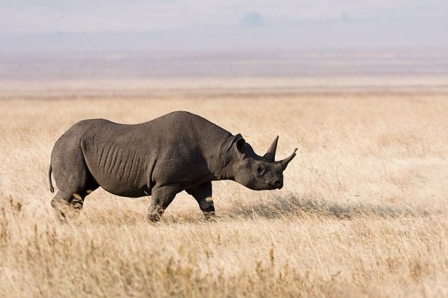 rhino