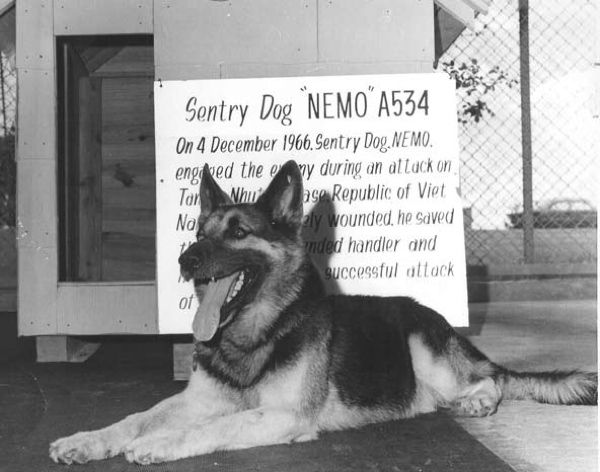 Nemo-War-Dog