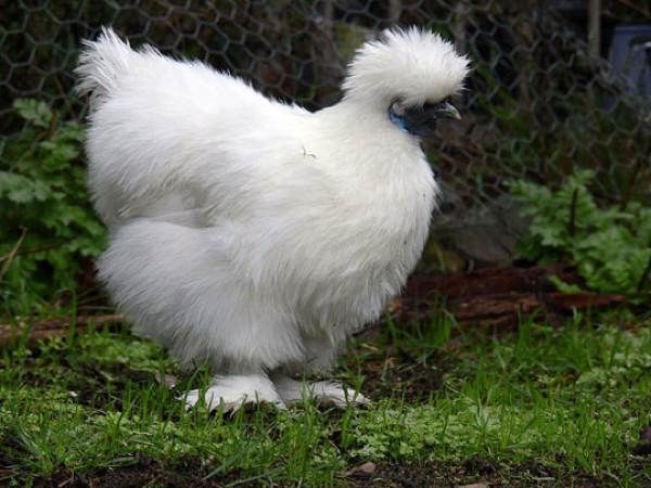 2009 03 25-Blackchicken02