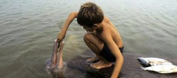 Wwf-Bolivia-Wildlife-River-Dolphins