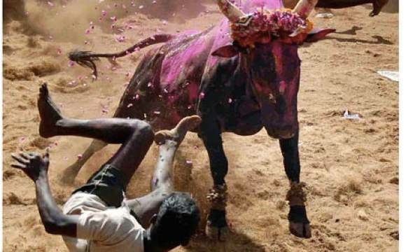 Jallikattu-A-Bull-Taming--006