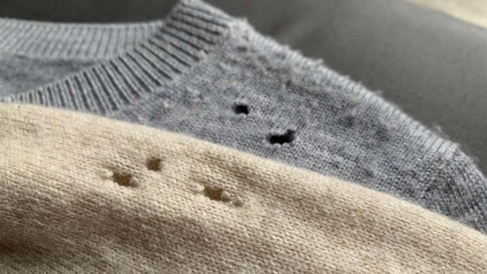 Tips to Protect Your Clothes from Closet Moths