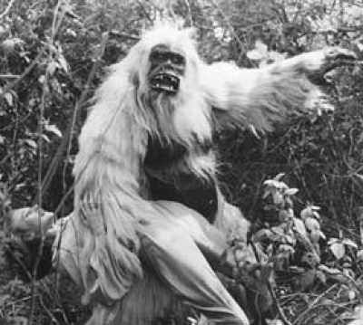 White-Pongo