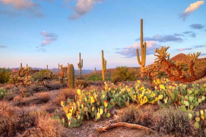 cactus