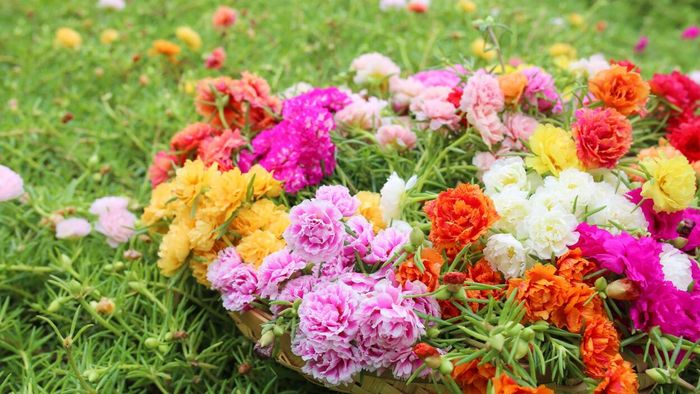 Moss Rose