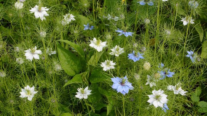 Love-in-a-mist