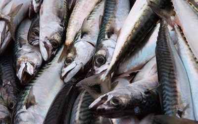 Fish460 1012615C