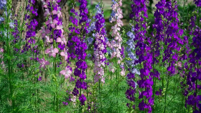 Larkspur