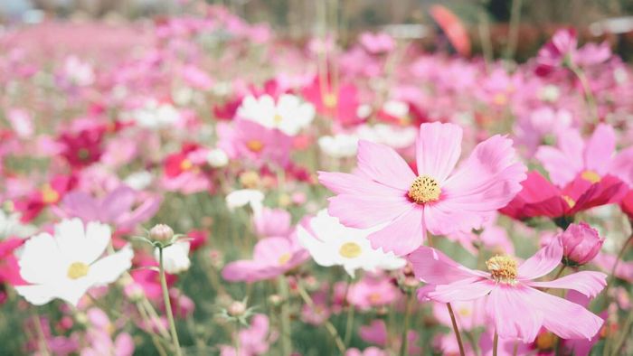 Cosmos