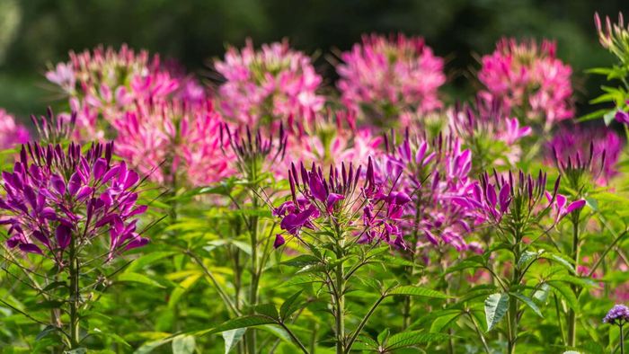 Cleome