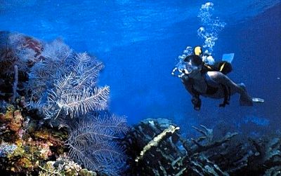 Diving1