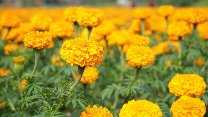 Marigolds