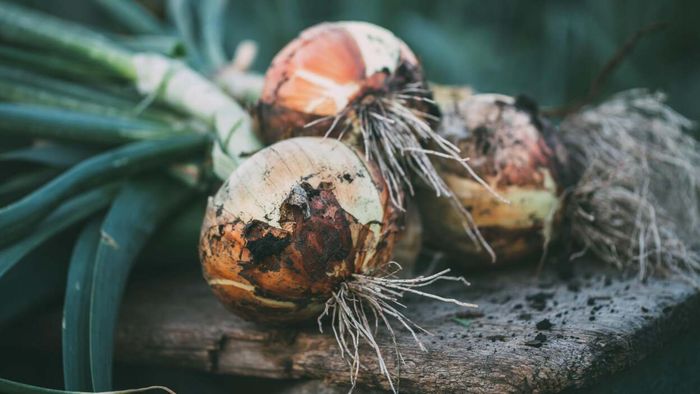 Onions
