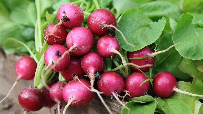 Radishes