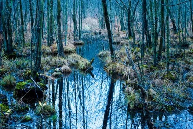 swamp